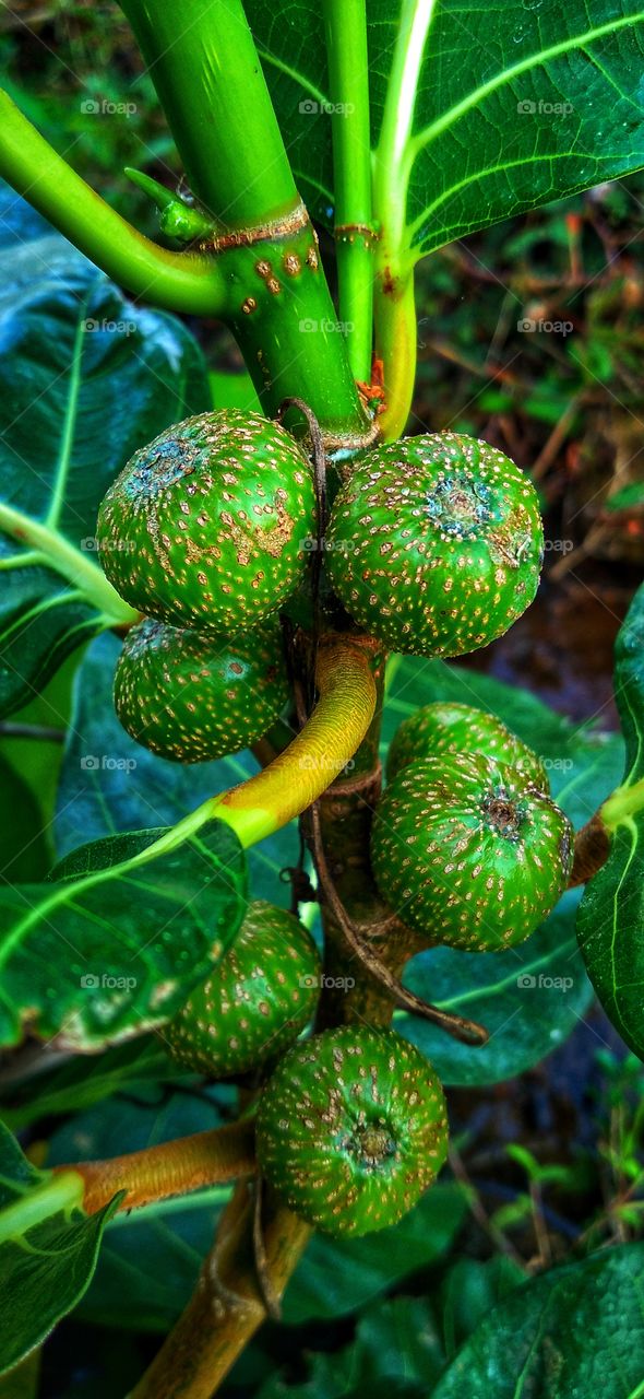 Ficus septica is a type of plant that belongs to the banyan family, a member of the Moraceae tribe.