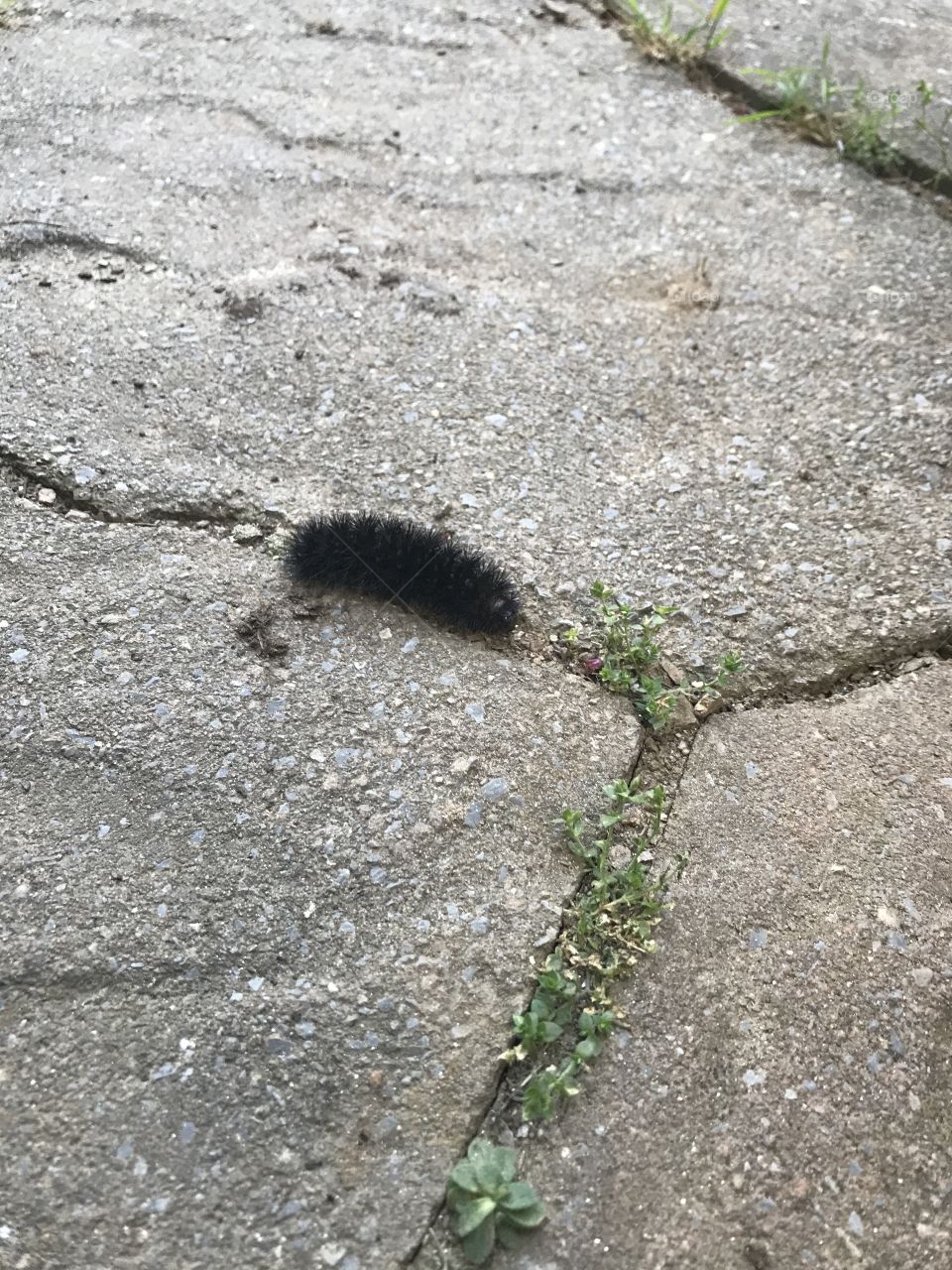 Fuzzy Caterpillar 