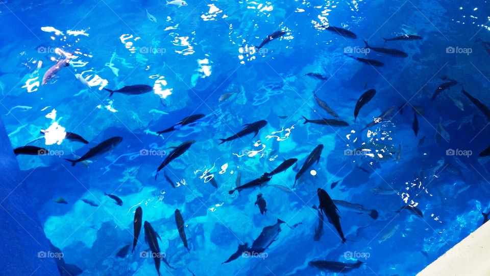 Dubai Aquarium, U.A.E.