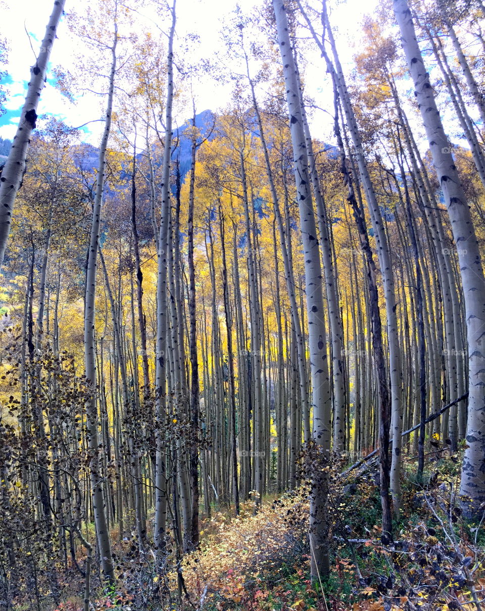 Trees in forest