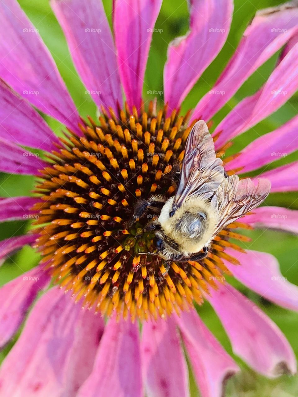 Bee on Flower