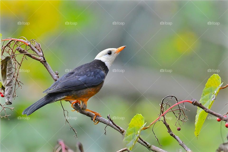 Beautiful and cute bird