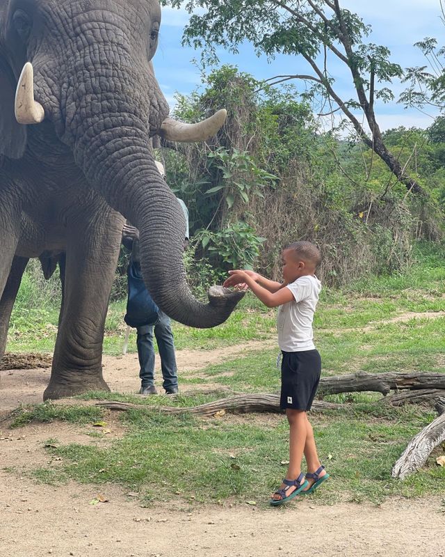 Elephant Feeding