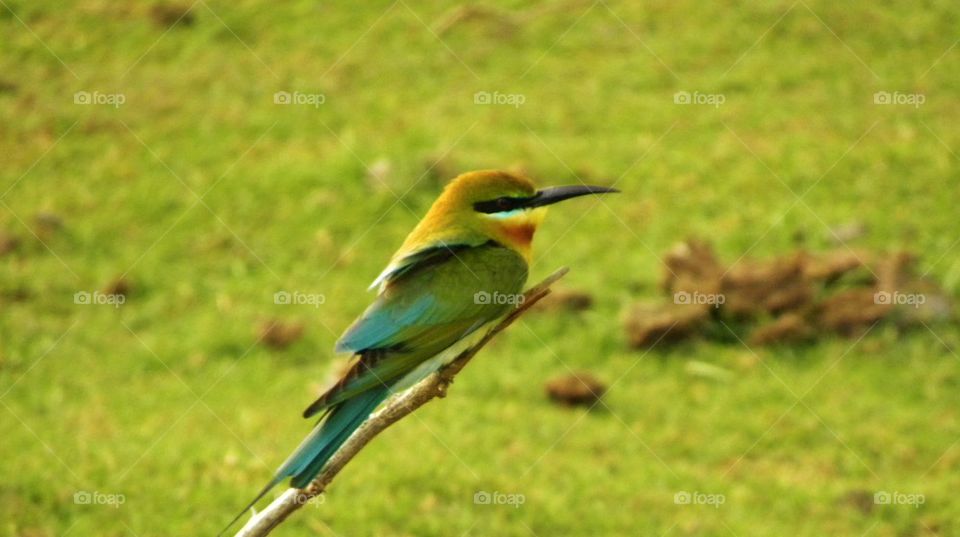 birds of Sri Lanka