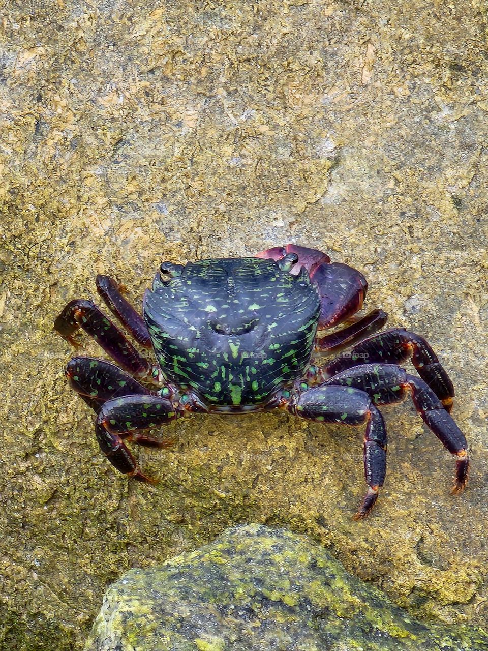 A crab sits atop a rock in a tidepool