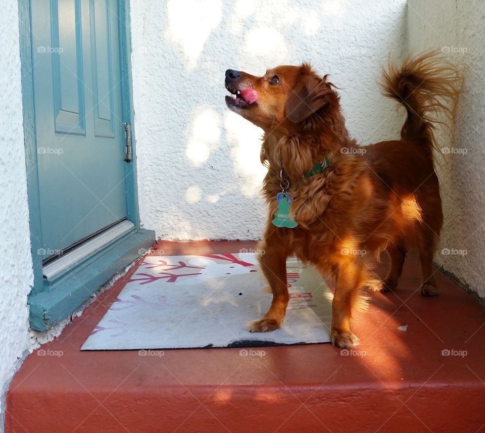 Licking His Chops. This smart little dog knows that dinner is on the other side of that door!