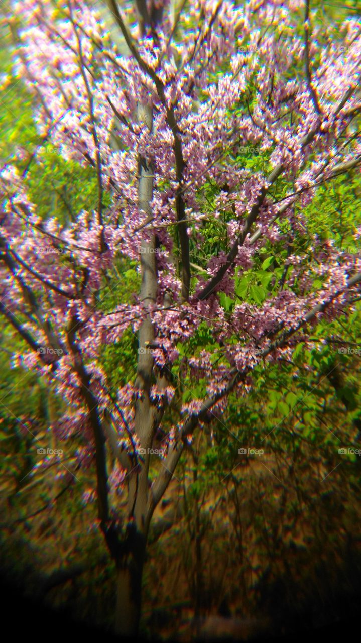 spring time tree flowers