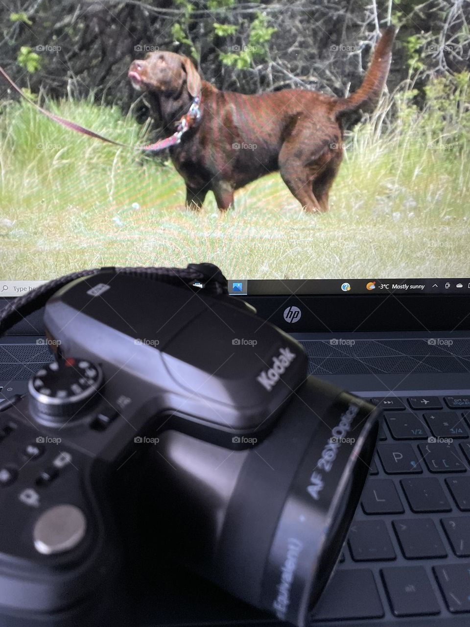 Very nice picture of this dog out on a playful walk in a park, on a sunny summer day, with my Kodak camera, downloading to my HP laptop