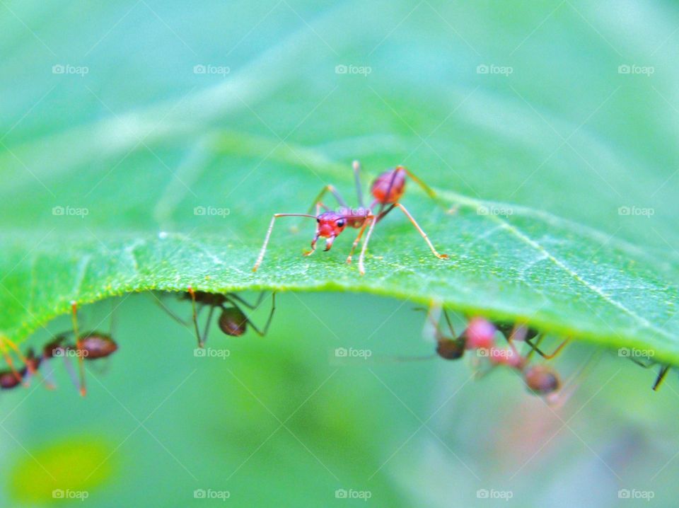 Close up of red ant on leaf