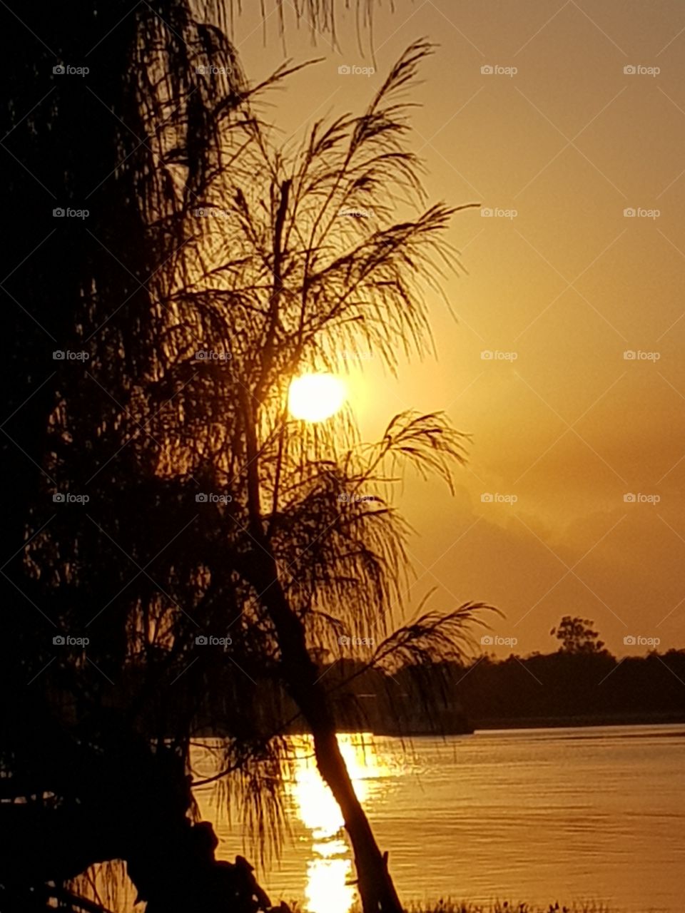 Golden Ray of Sun through the branches