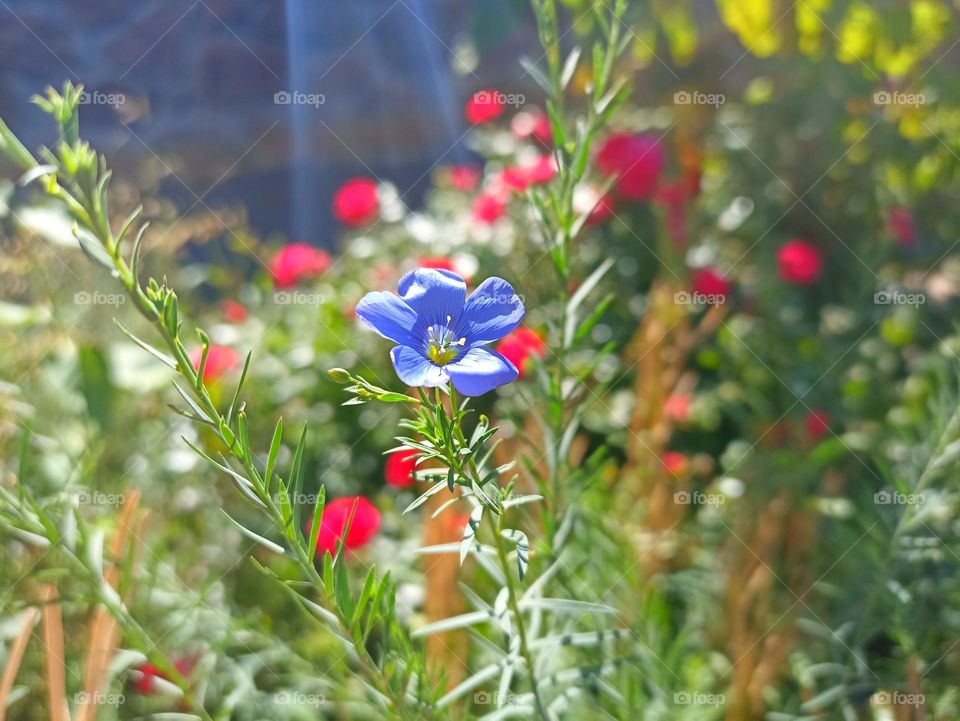 Flax blossom