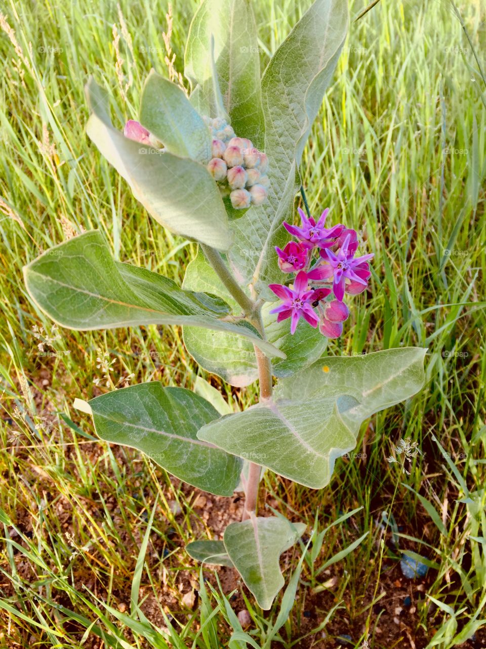 Prairie wild plant 