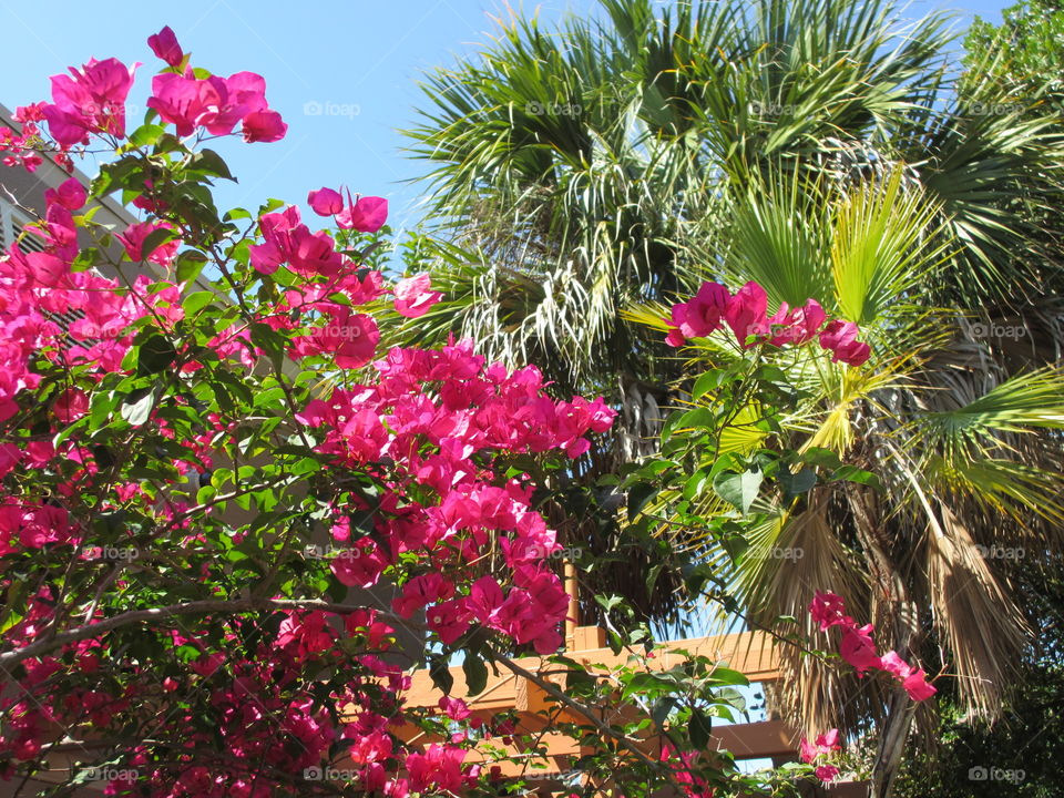 tropical garden. tropical garden of bougainvillea