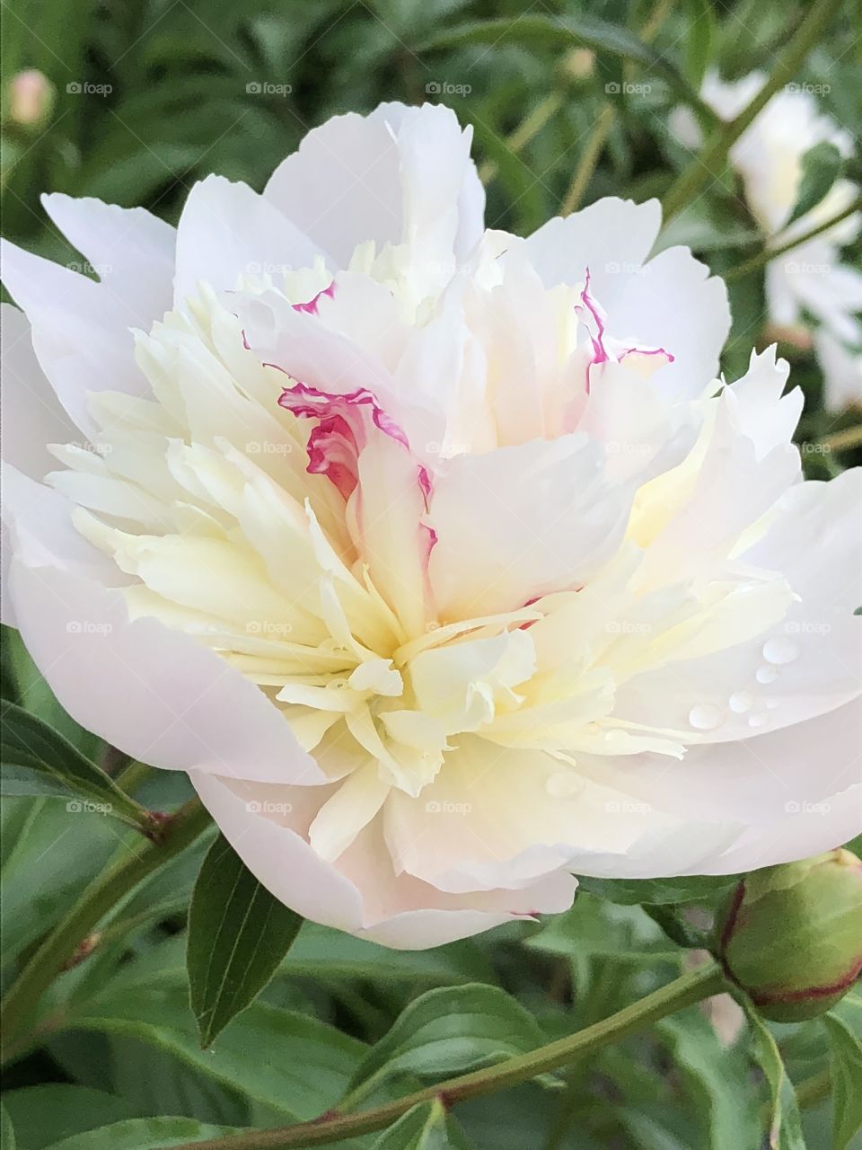 Peony with rain drops 