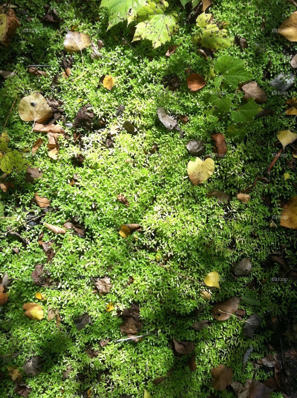 Moss