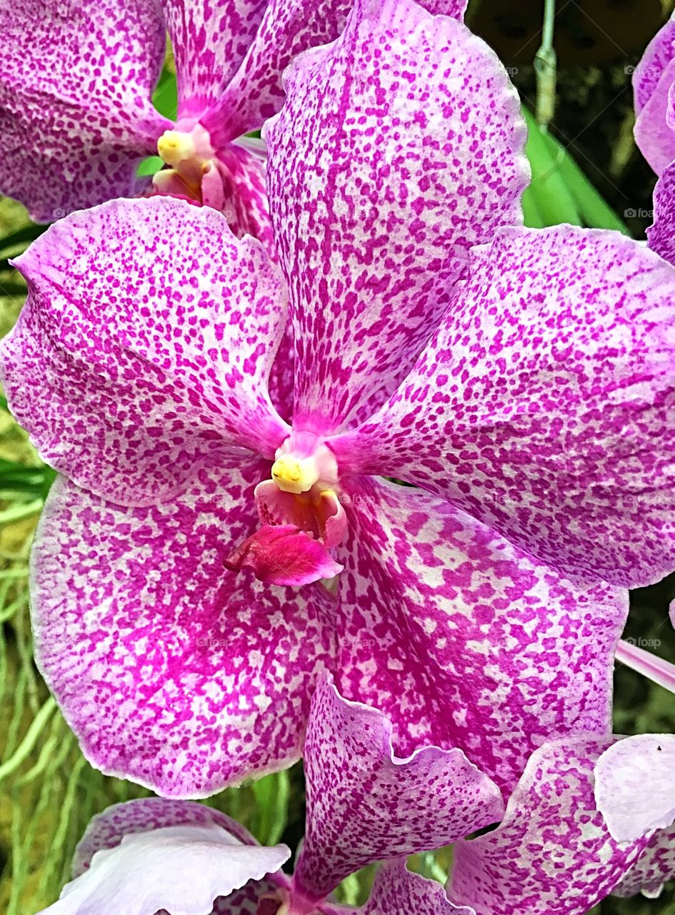 Purple orchid flower detail
