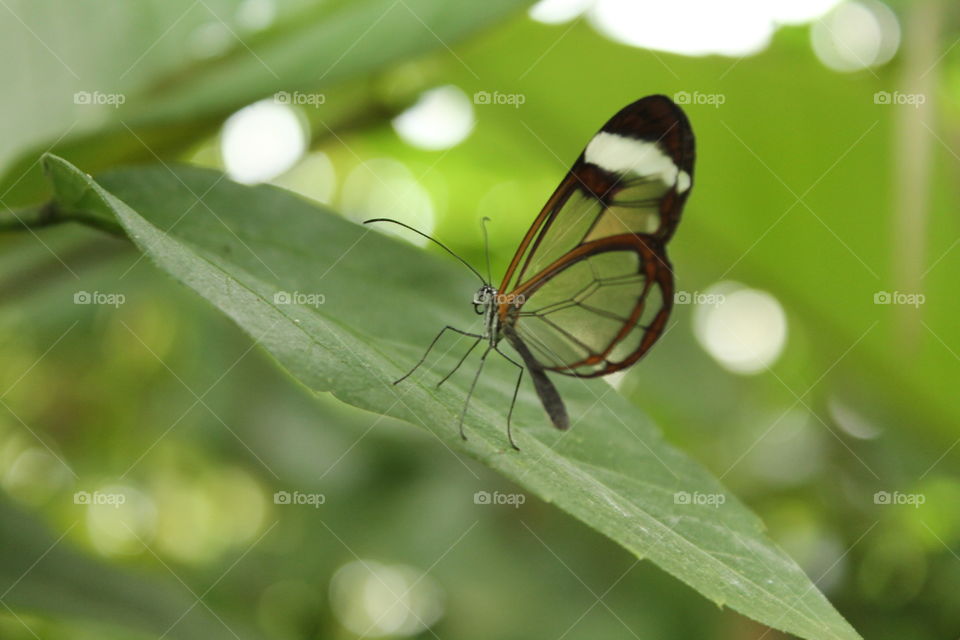 Transparent butterfly on a leaf in the midst of a green lush rainforest, dappled light 