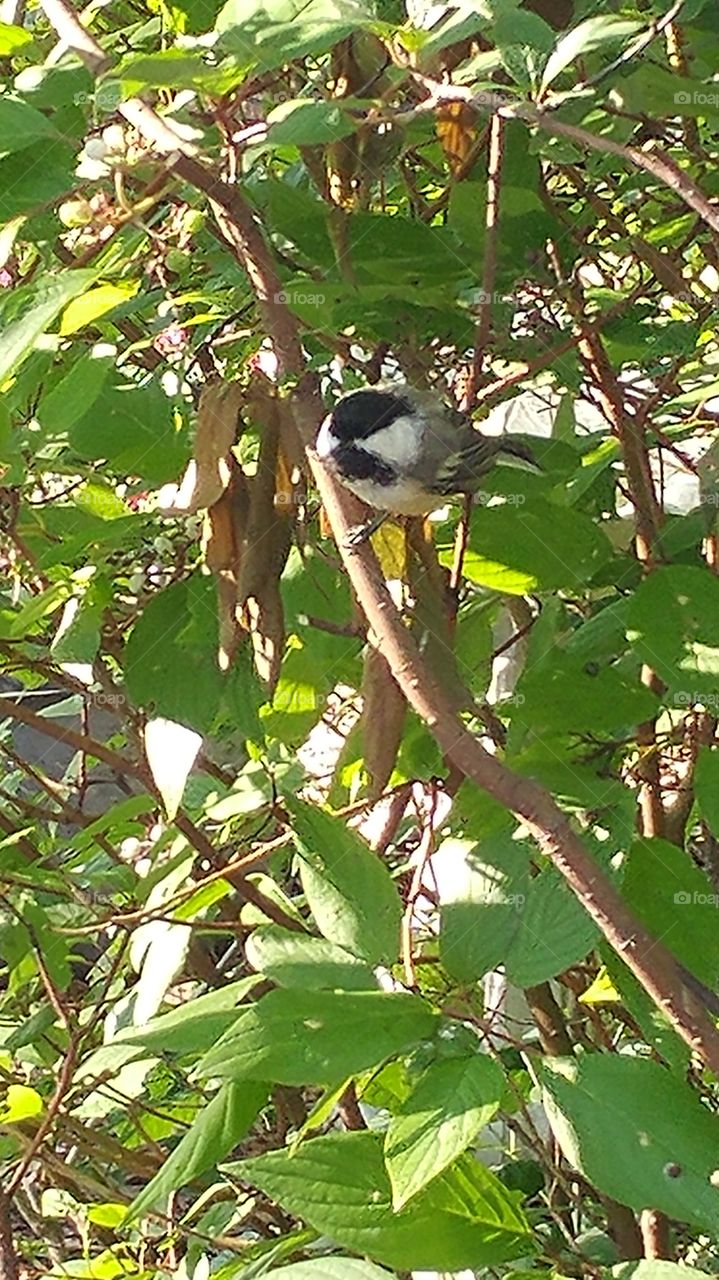 chickafee in tree