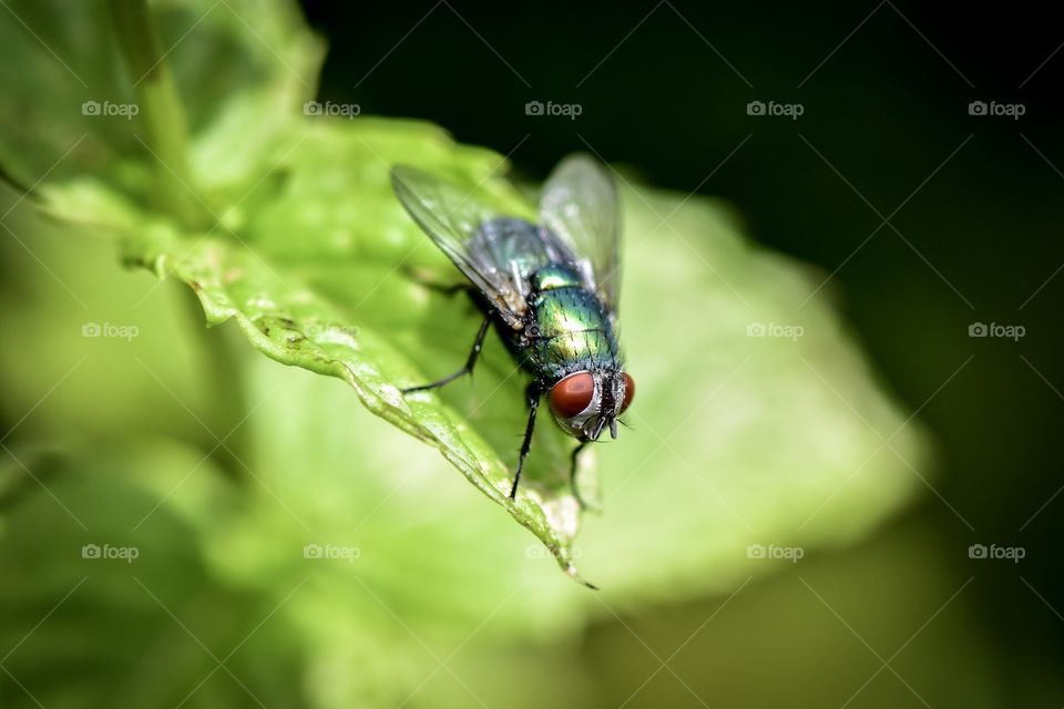 Fly on green leaf
