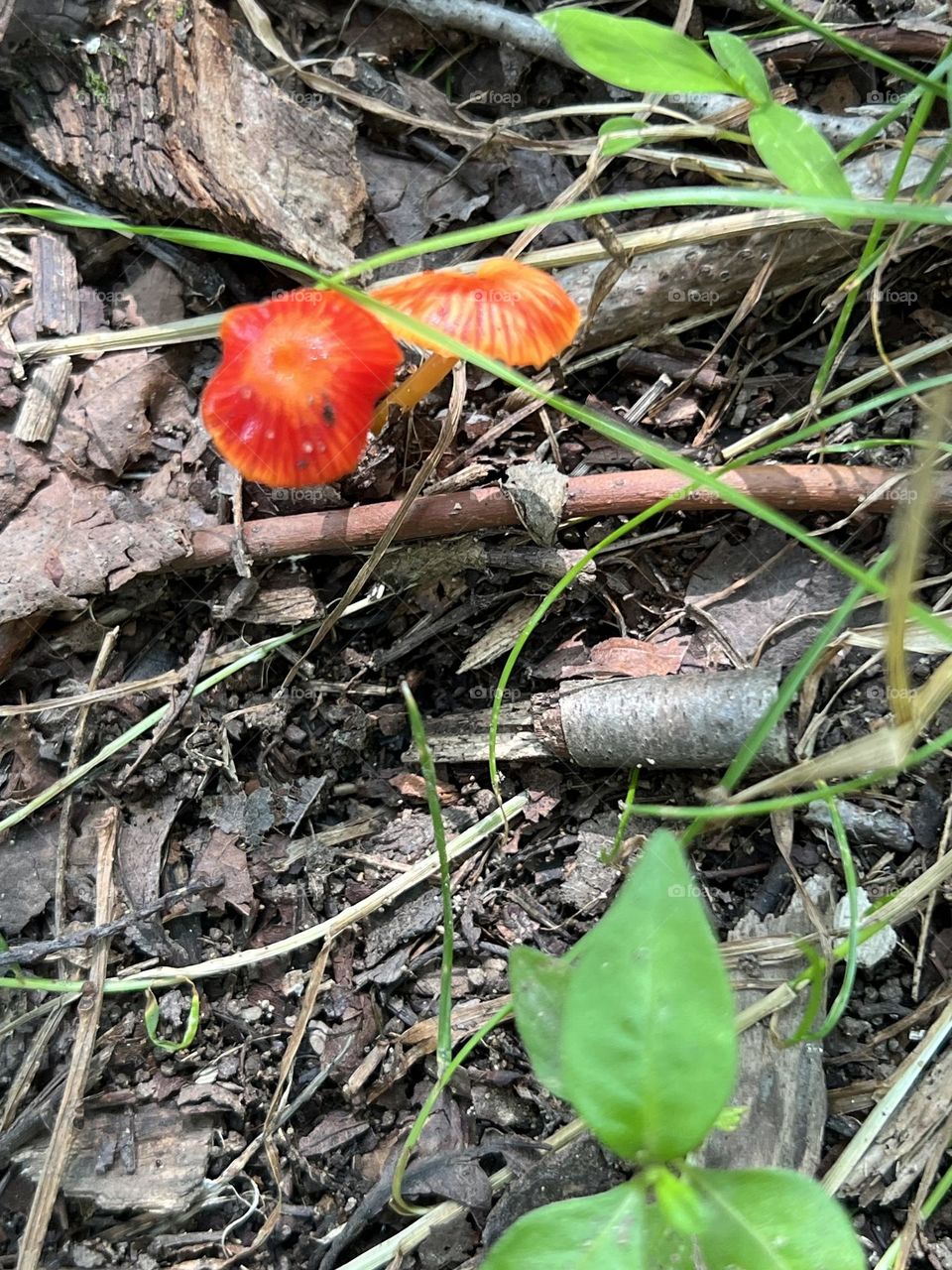 Red mushroom 