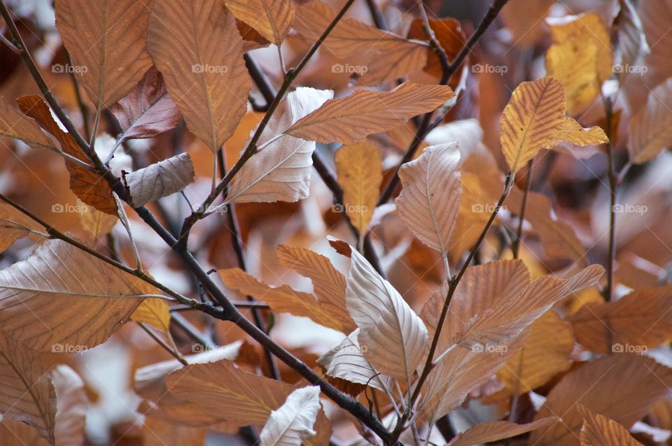 View of autumn leaves
