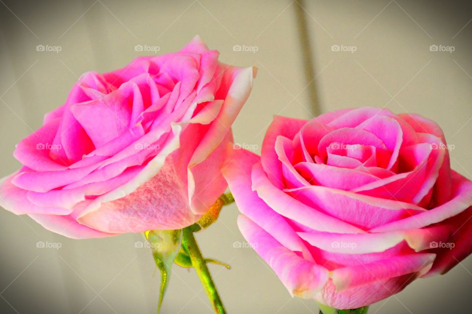 Pink Roses 