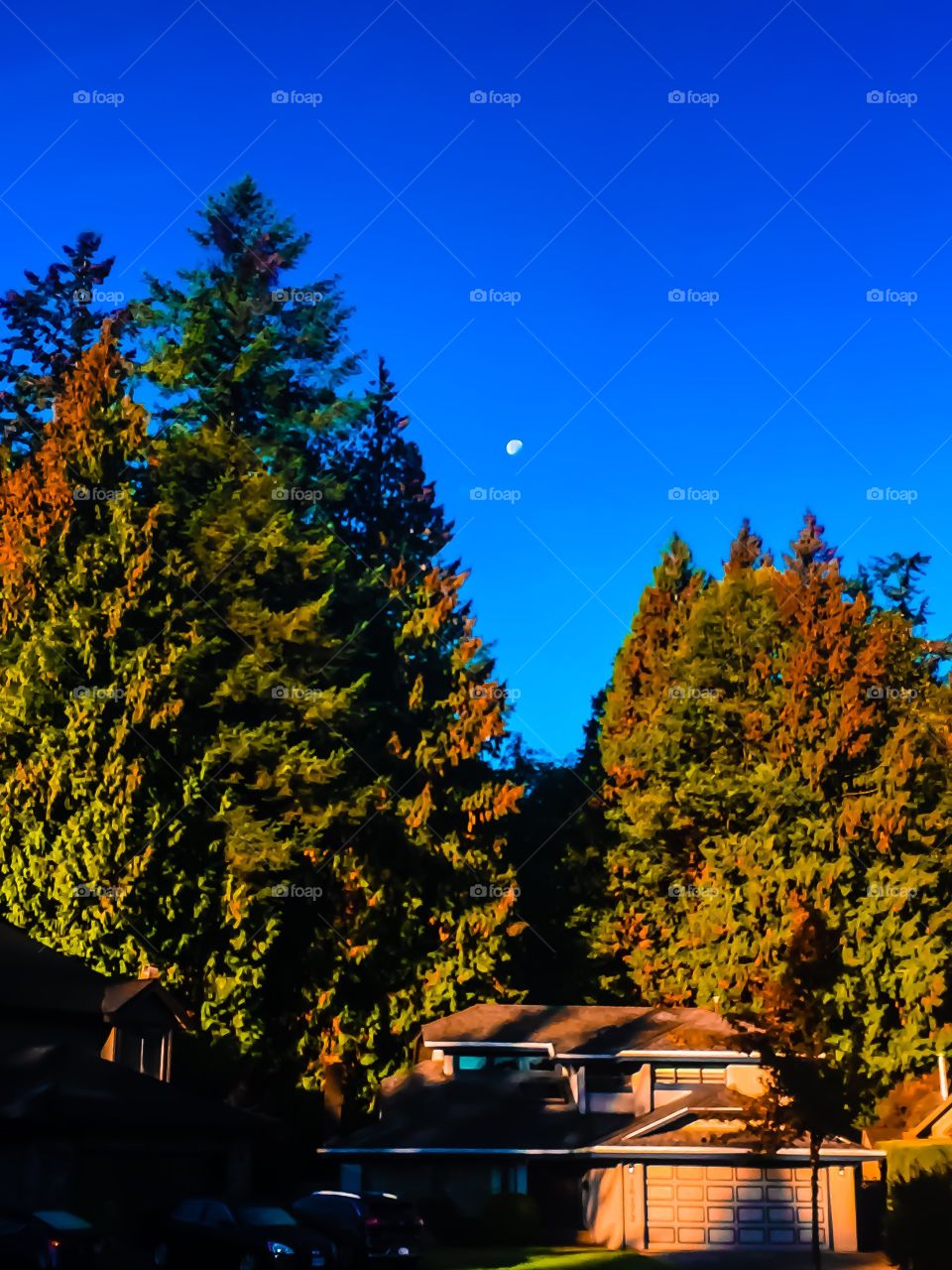 Morning setting of moon on a clear Autumn day in British Columbia 