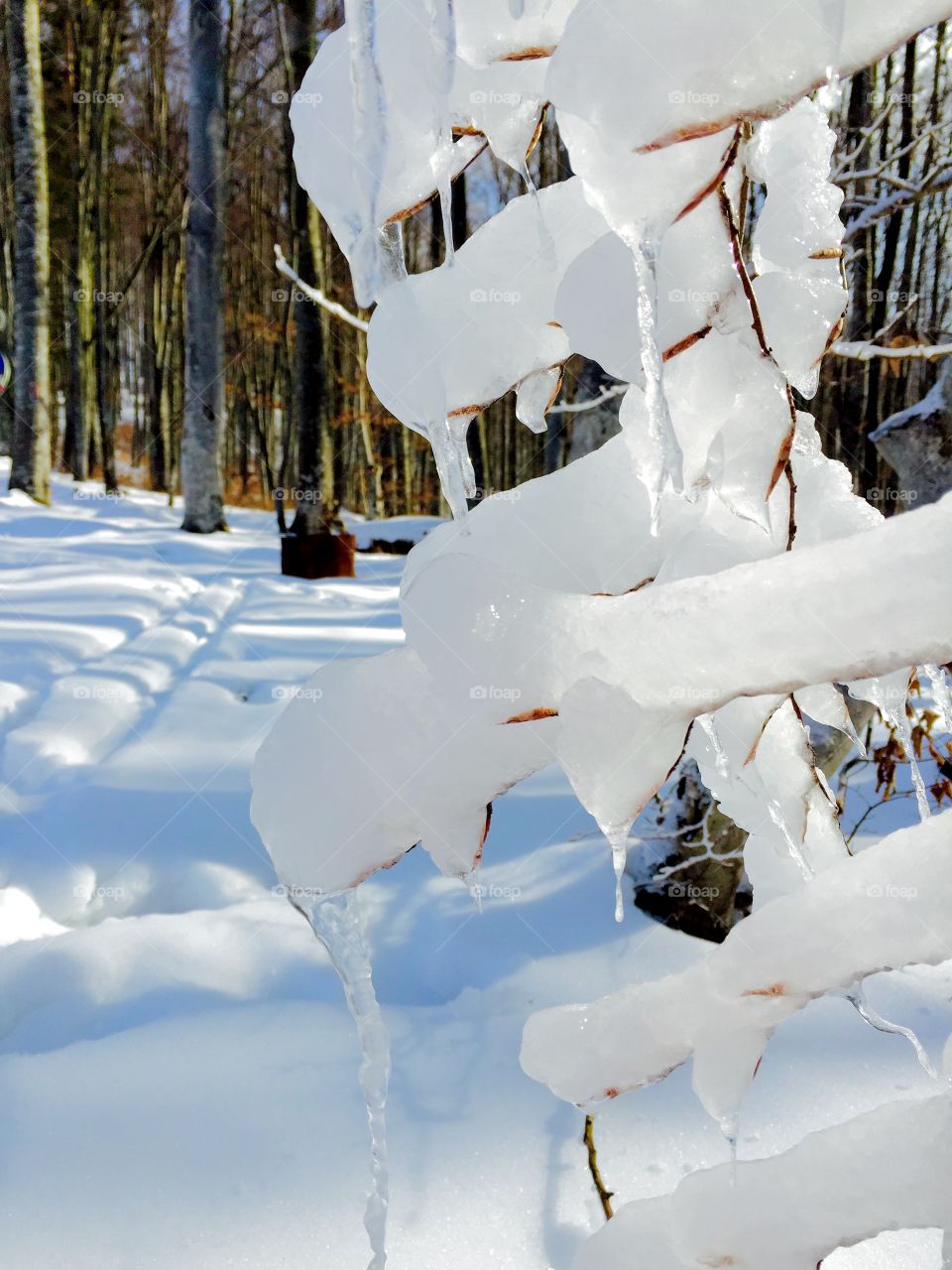 Close up of frozen tree branches