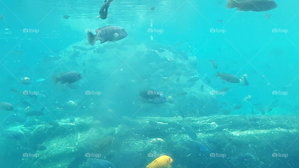 A hippopotamus hides among the fish at Animal Kingdom at the Walt Disney World Resort in Orlando, Florida.