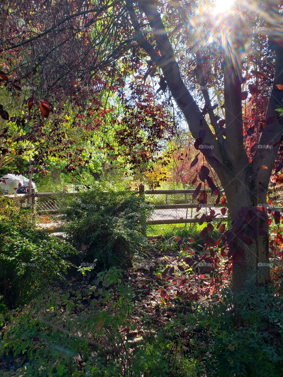 spectacular fall foliage at zoo Boise