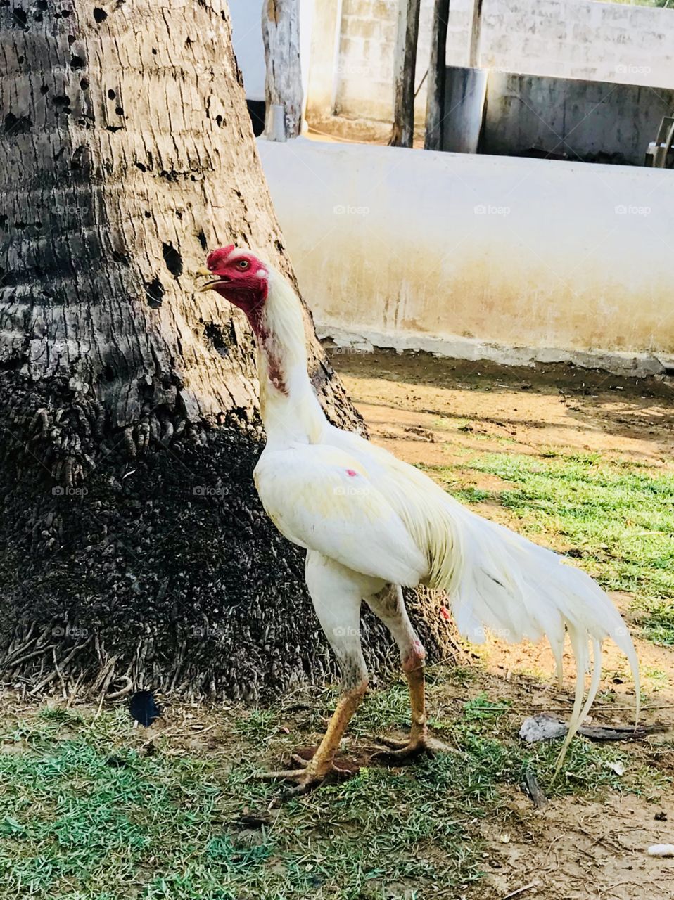 Indian rooster 
