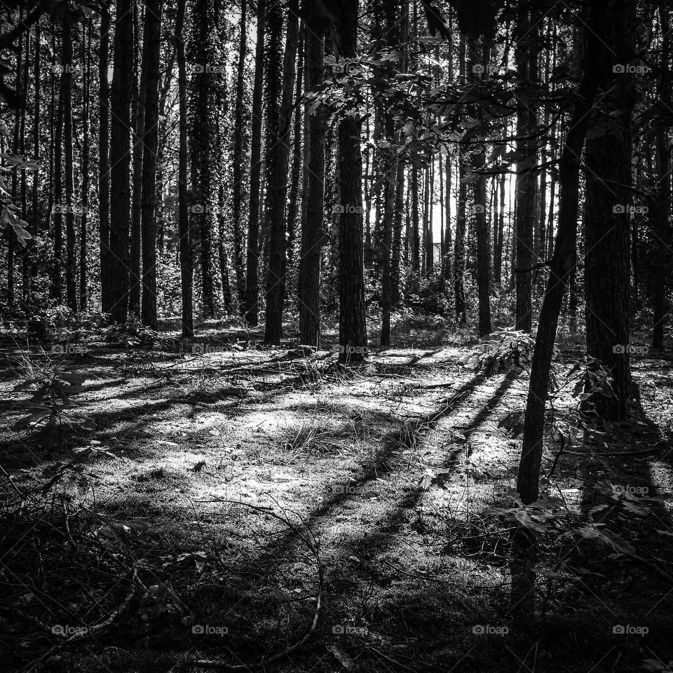 Scenics view of trees in forest
