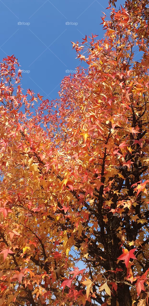 autumn
