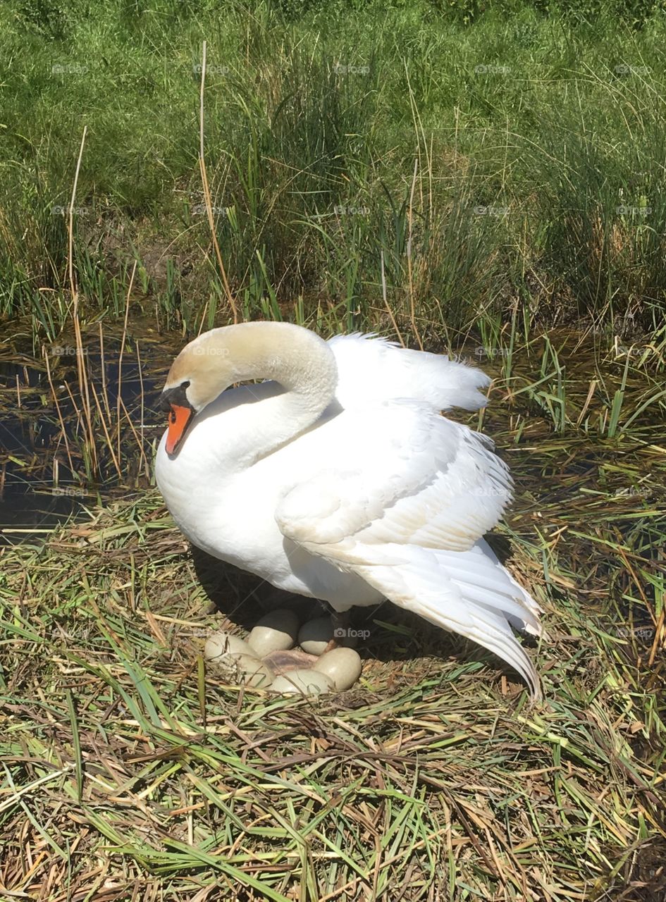 Swan on nest of eggs in the wild marshes of England