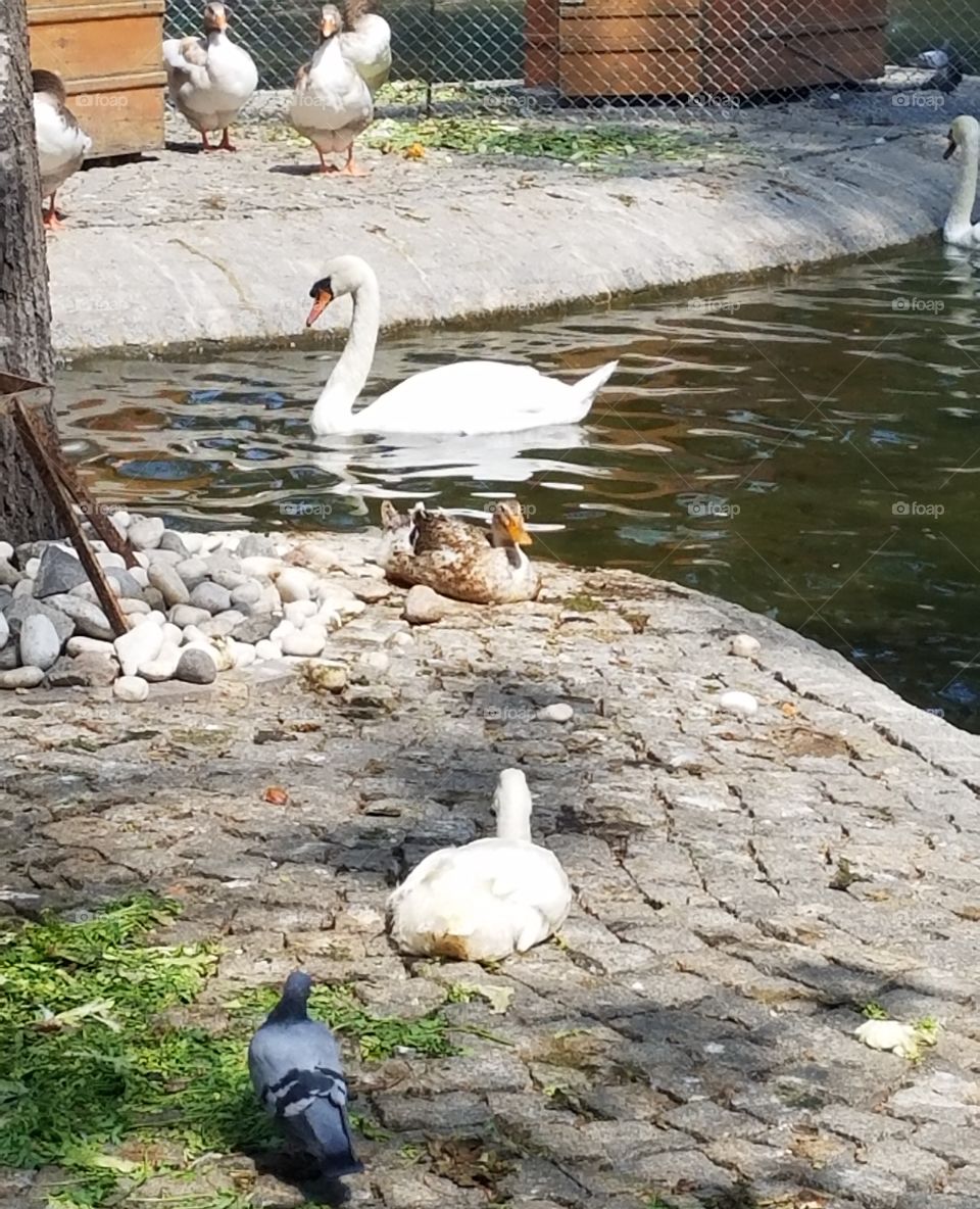 swan, duck, and pigeon in the water in kuğlu park in Ankara Turkey