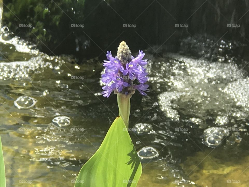 Fun purple bloom 