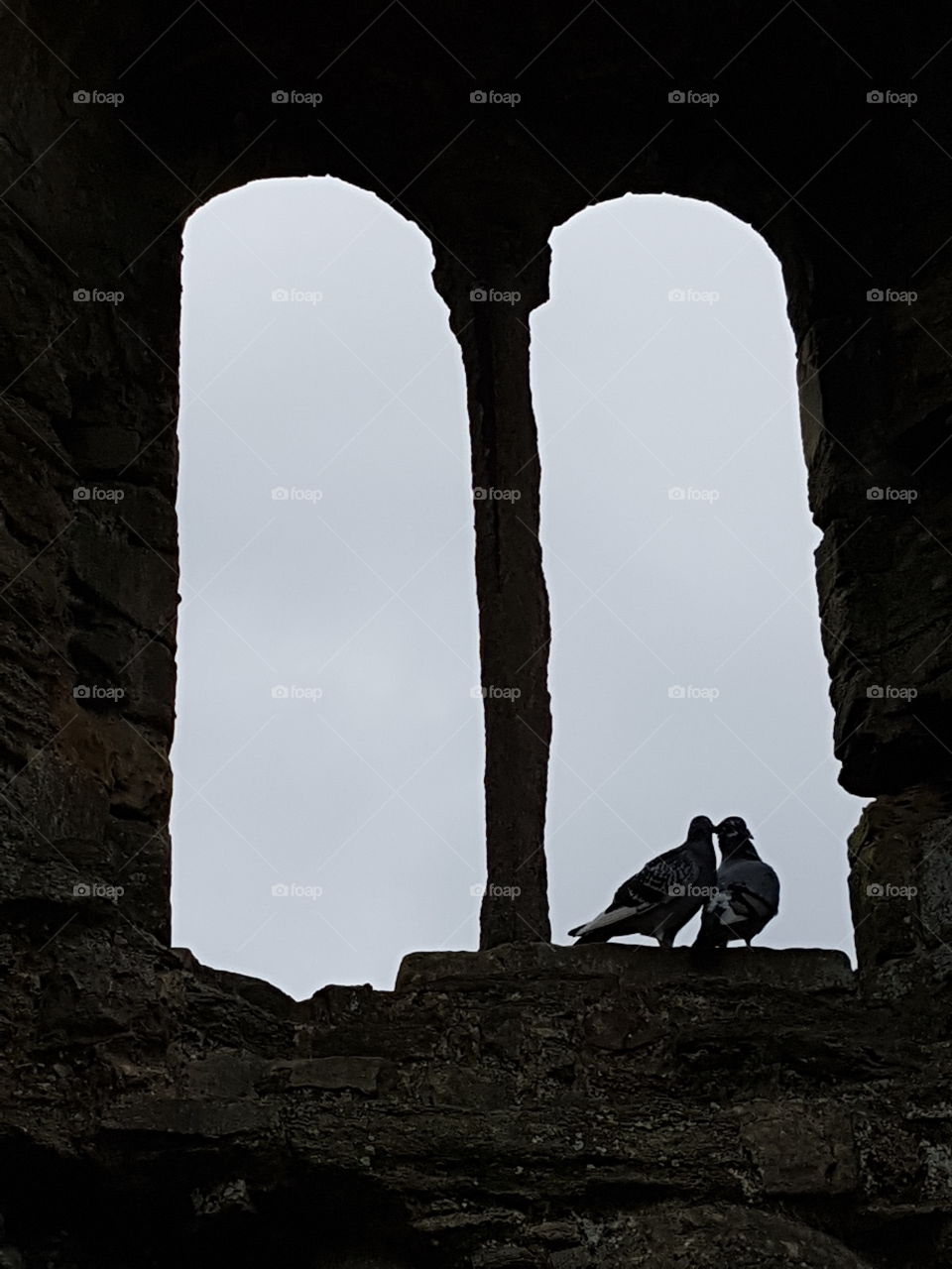 pigeons in the castle window ruins.