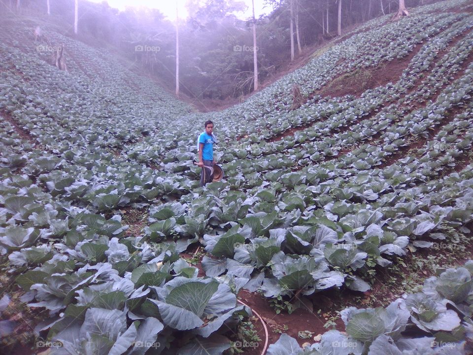 cabbage fields
