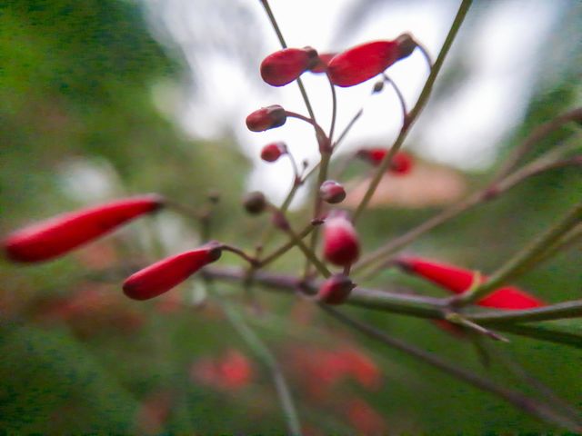 red flowers