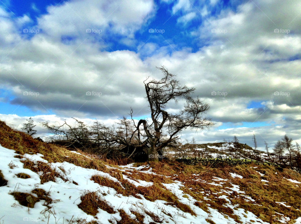 tree trees nature snow by Elina