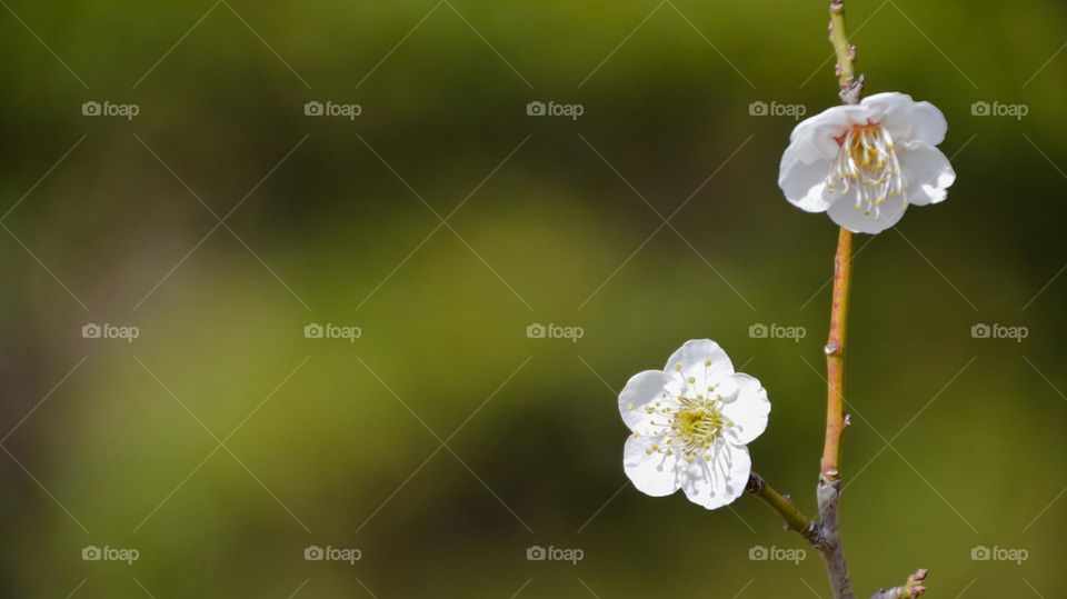 Japanese apricot flowers - Plum flowers 