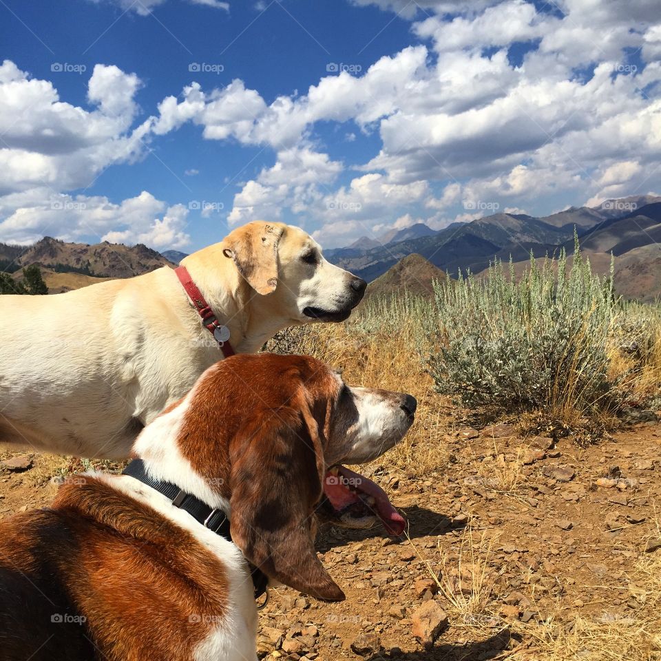 Pups Survey the Valley