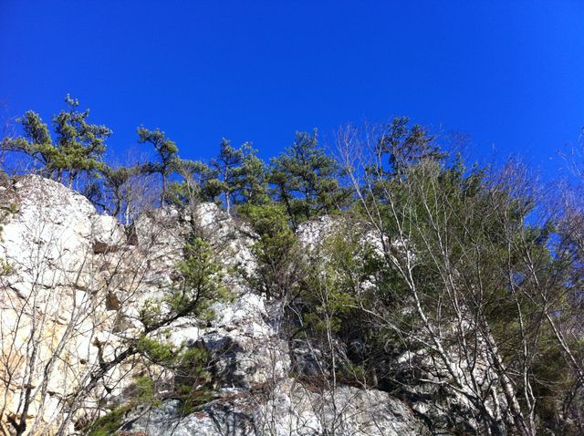 White cliffs and evergreen trees against cerulean sky