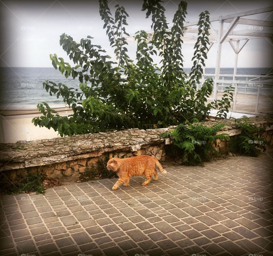 Beach cats — such cats...🐱 🏖 