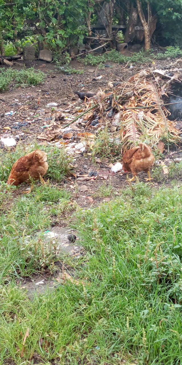 Poules pondeuses