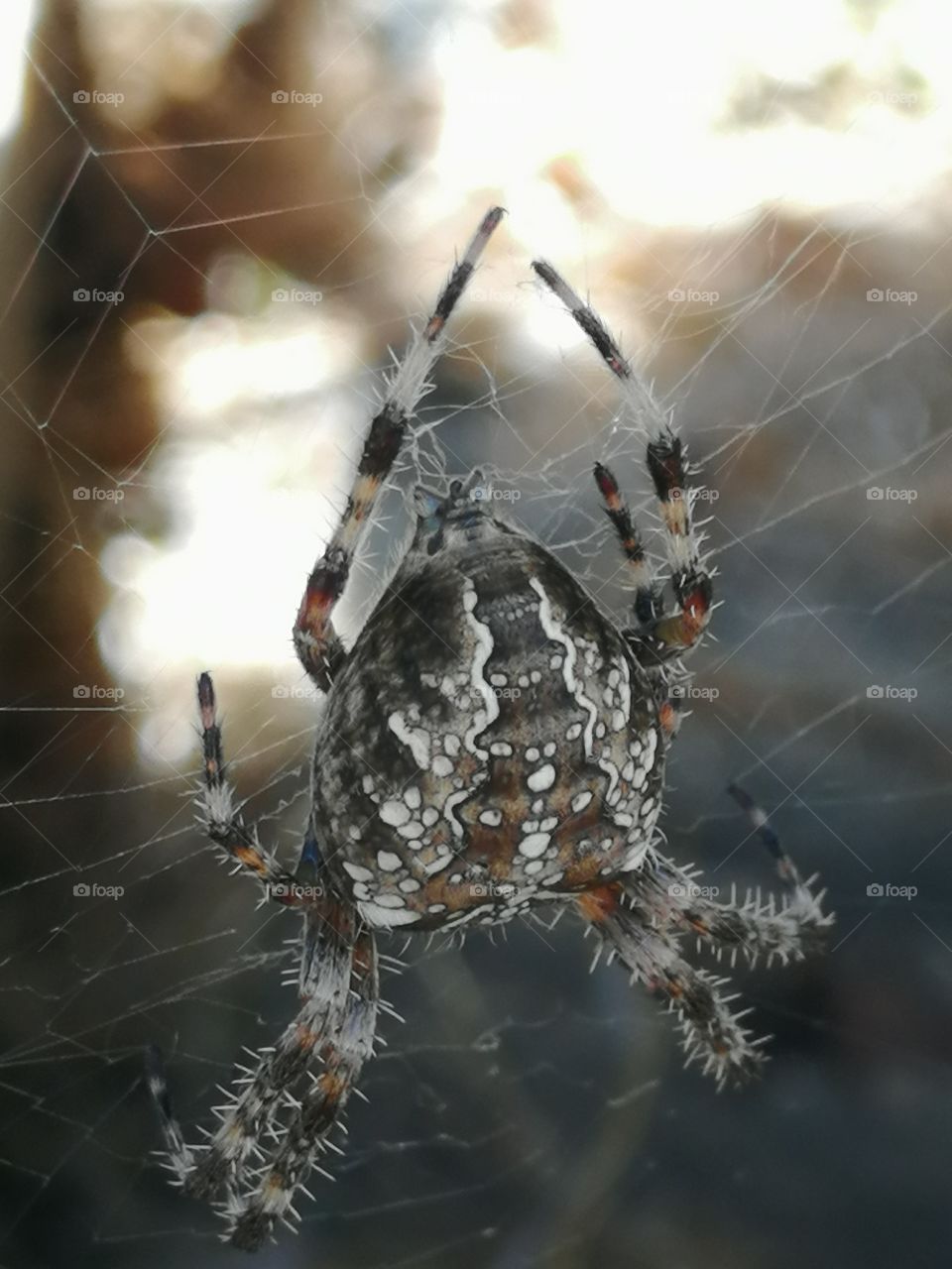 Spider