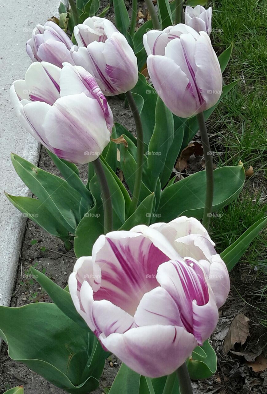 Tulip
