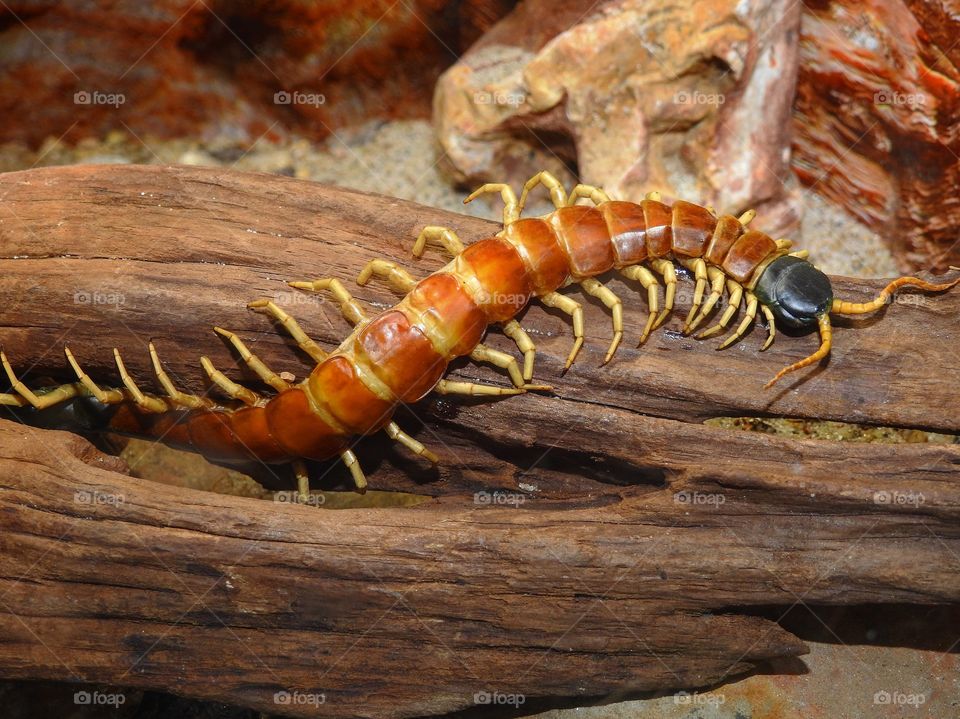 Centipede 