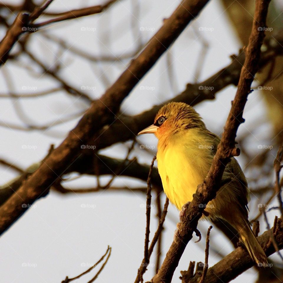 A spectacled weaver 