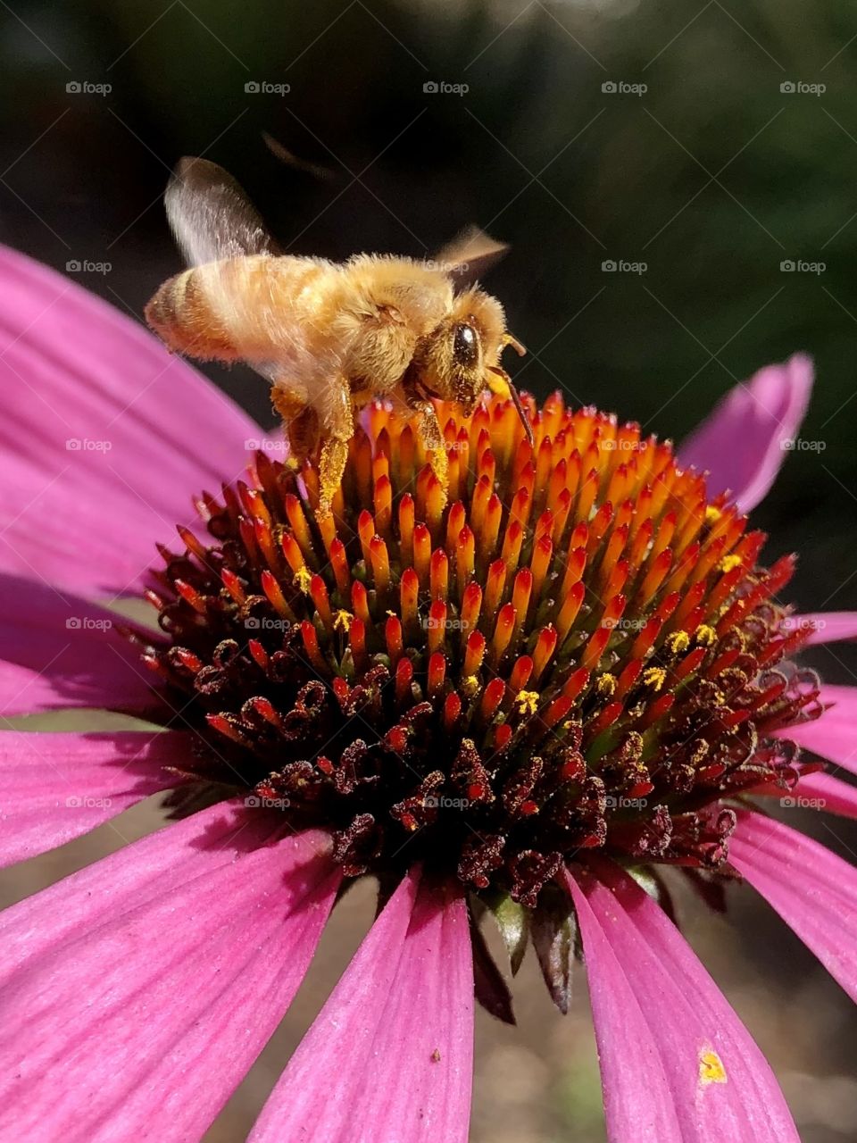 Beautiful Bumble Bee Takes Flight 